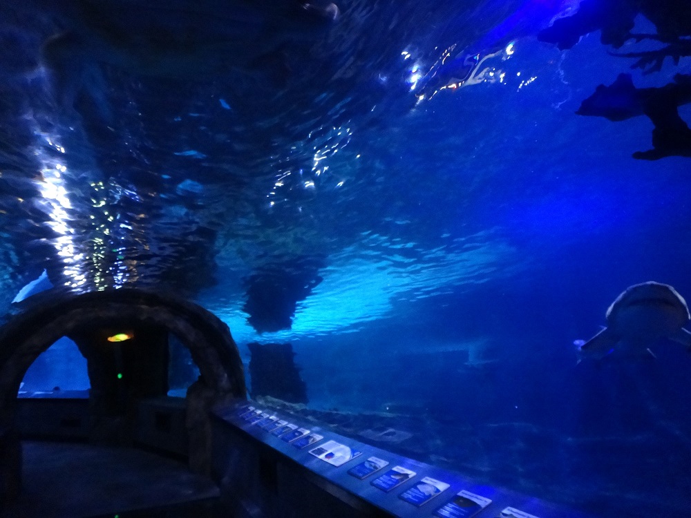 Newport Aquarium 2016