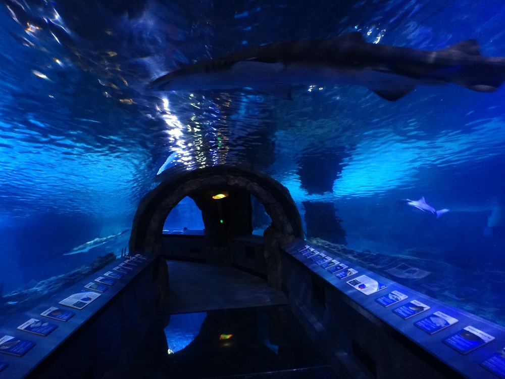 Newport Aquarium 2016