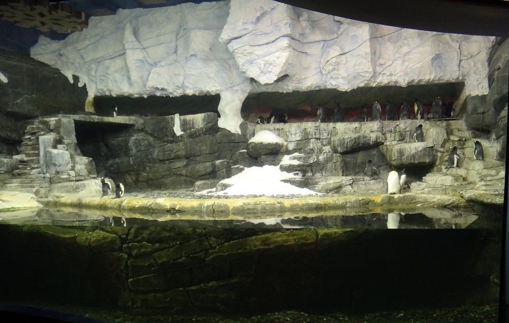 Newport Aquarium 2016