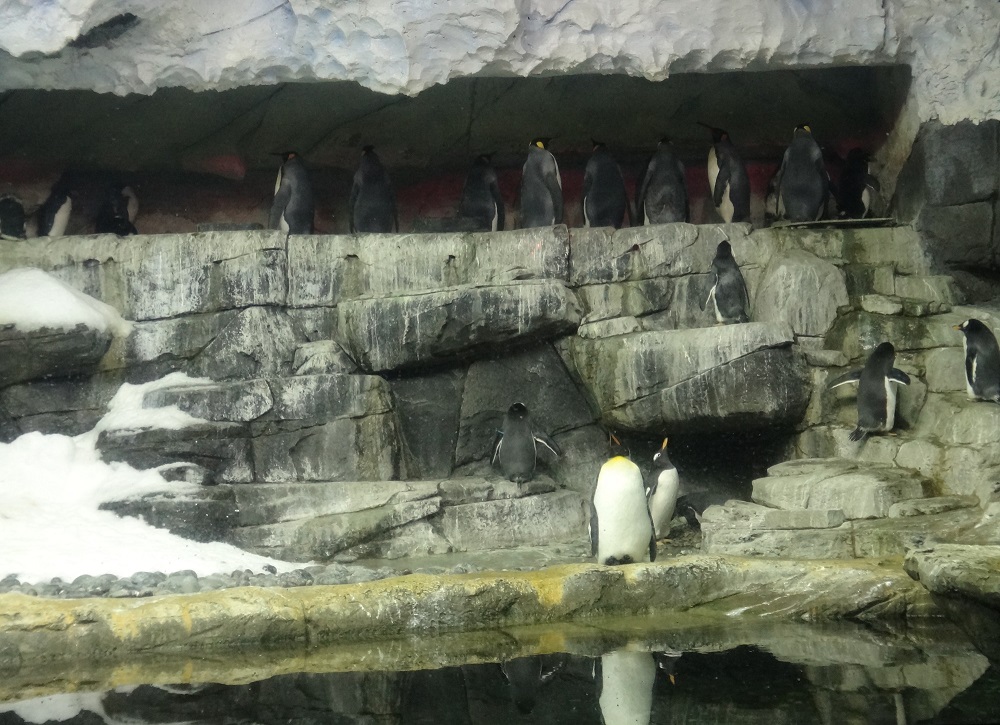 Newport Aquarium 2016