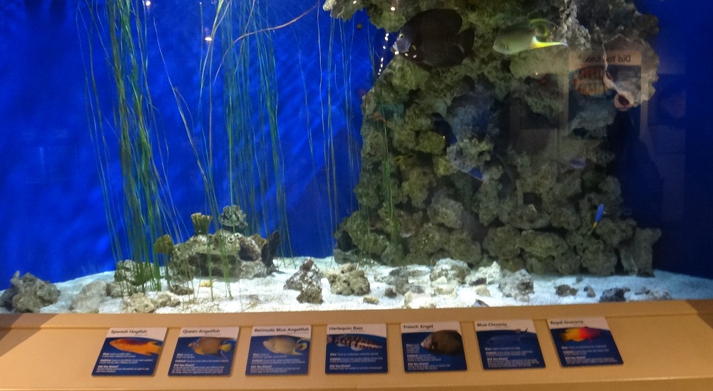 Newport Aquarium 2016