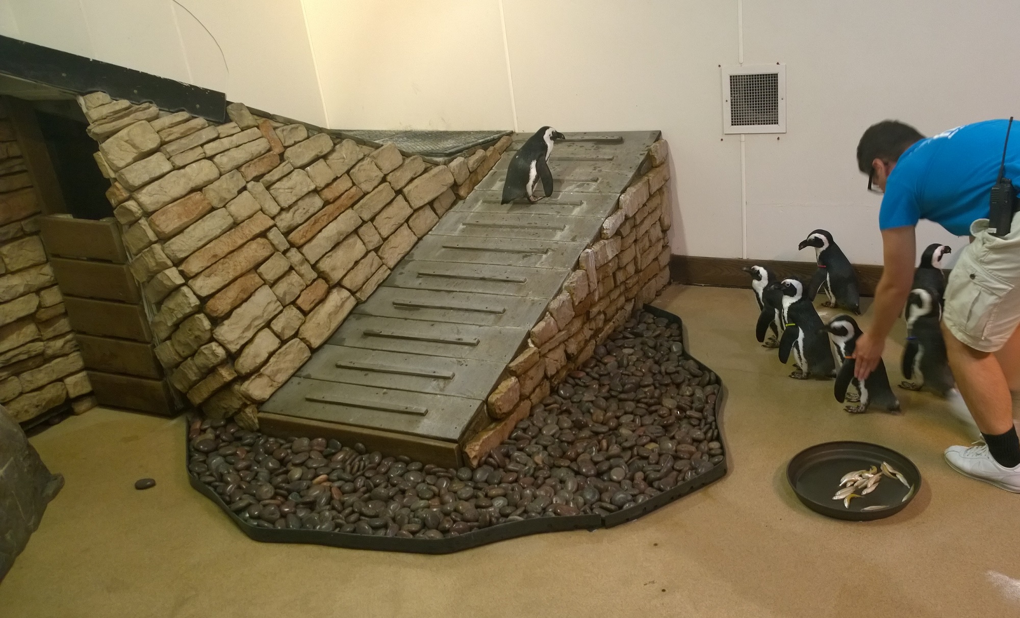 Cover for Newport Aquarium Penguin Encounter