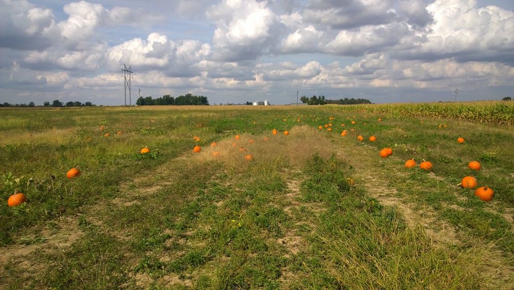 Cover for Stuckey Farms (2015)