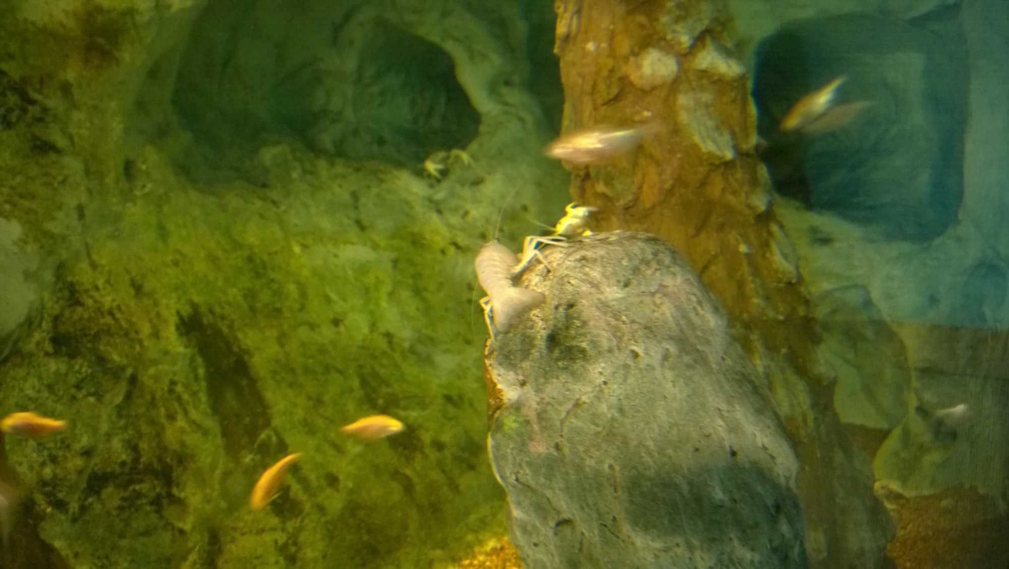 Newport Aquarium 2015