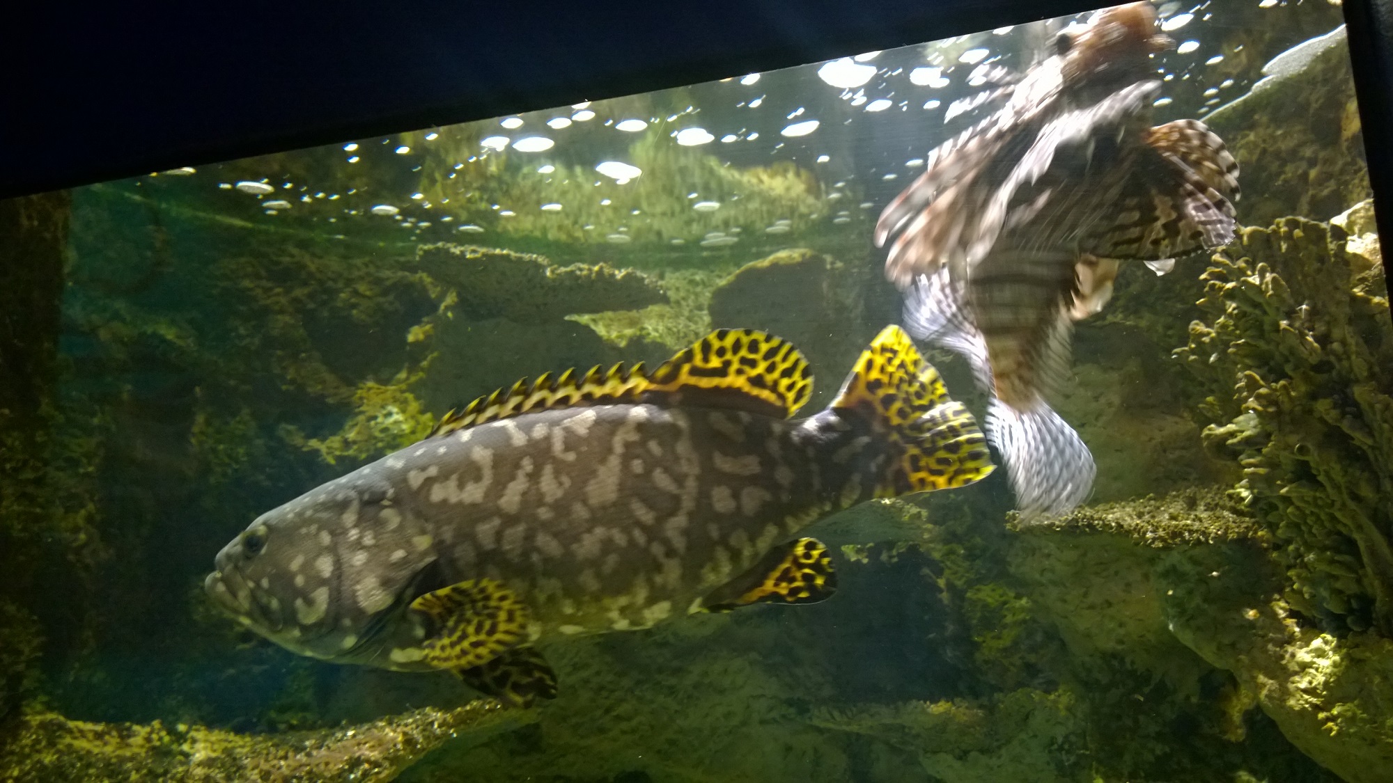 Newport Aquarium 2015