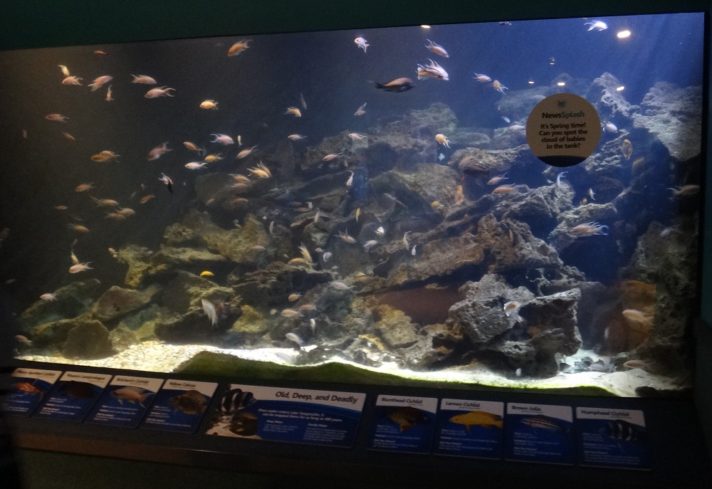 Newport Aquarium 2016