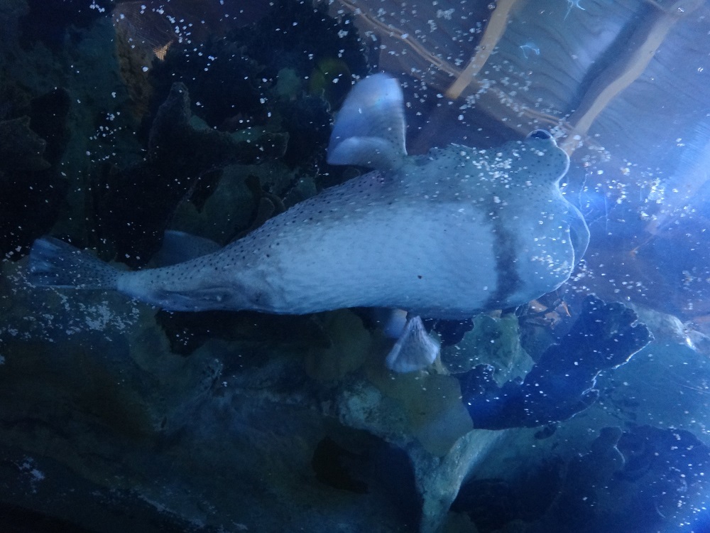 Newport Aquarium 2016