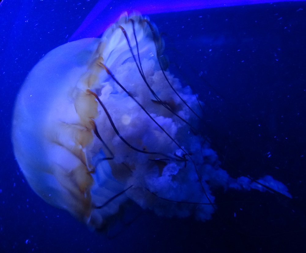 Newport Aquarium (2016)