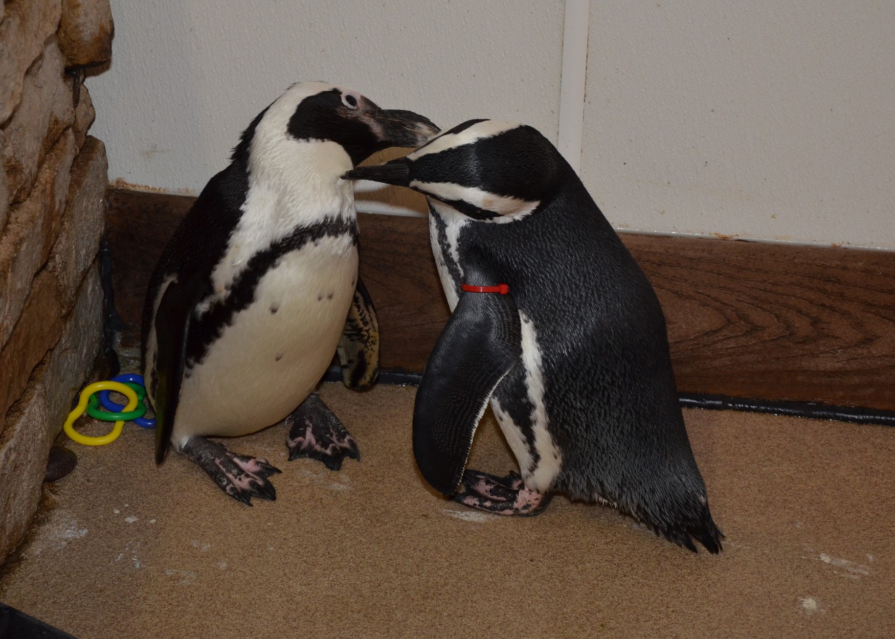 Newport Aquarium Penguin Encounter 2015