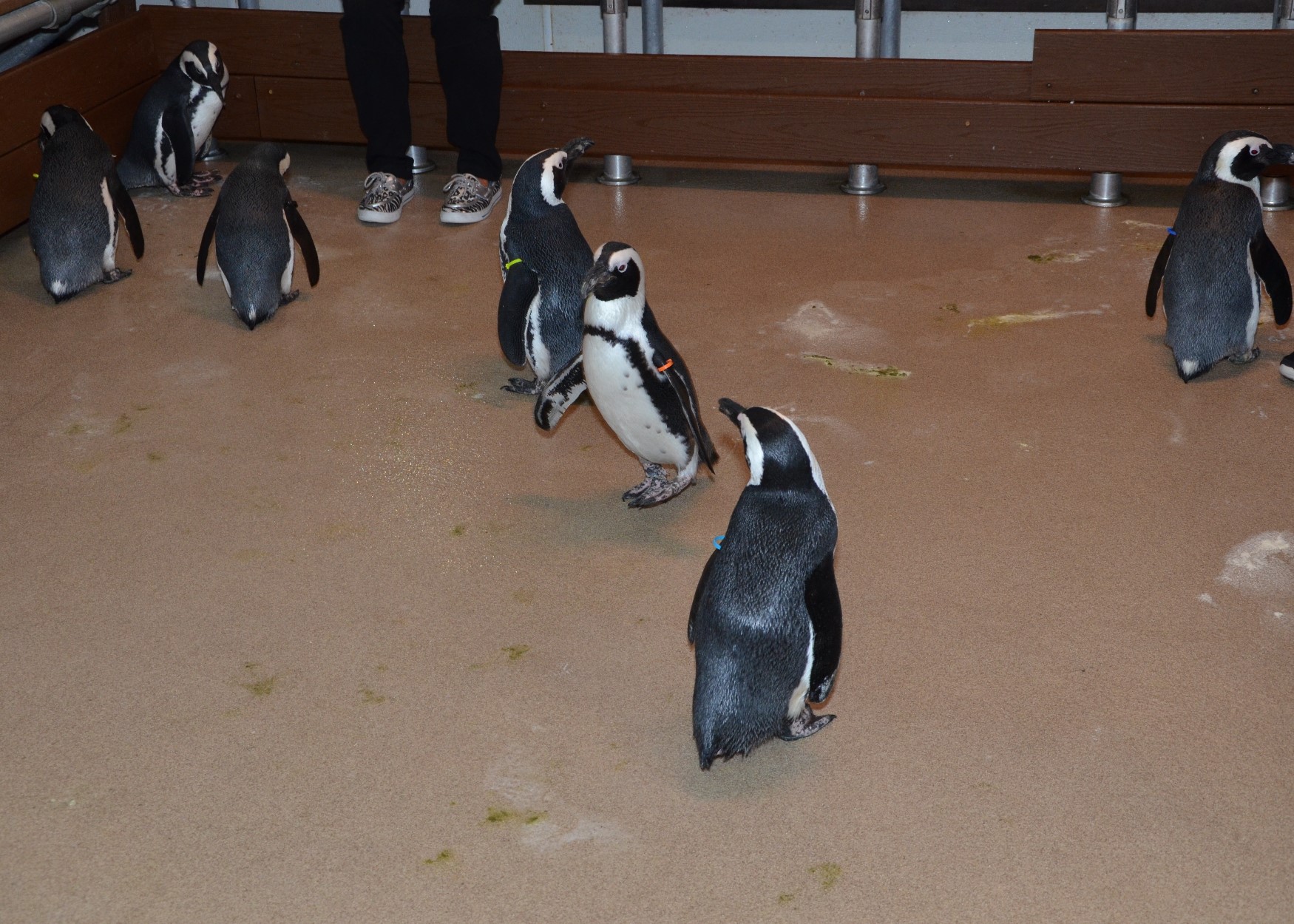 Newport Aquarium Penguin Encounter 2015